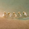 Kép 4/5 - Ania Haie aranyozott ezüst fél pár fülbevaló - E035-08G